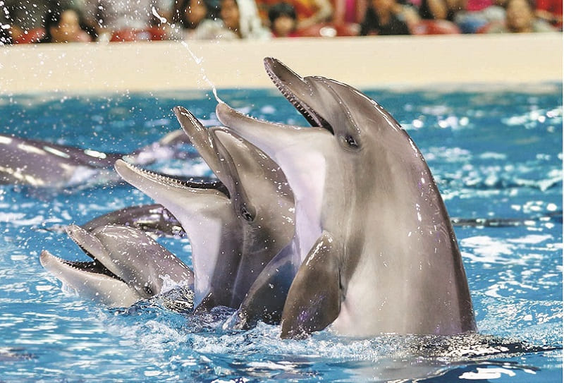 Дельфинарий в Дубае 1