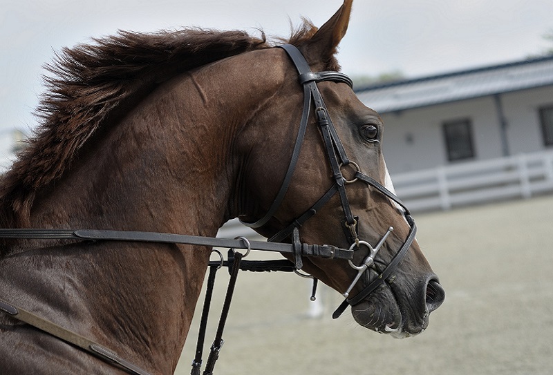 Конюшни в Дубае и озера Аль-Кудра 1