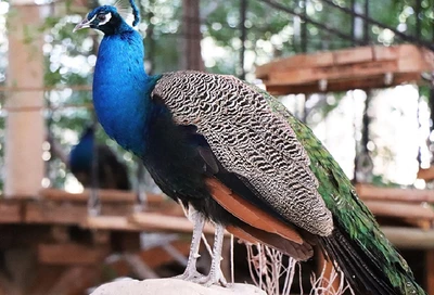 Зоопарк Emirates Park Zoo в Абу-Даби 4