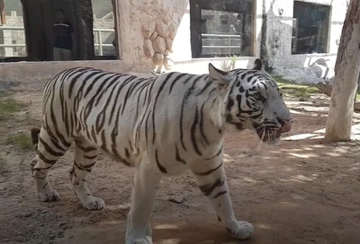 Зоопарк Emirates Park Zoo в Абу-Даби 8