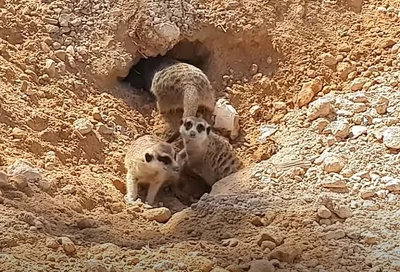 Зоопарк Emirates Park Zoo в Абу-Даби 5