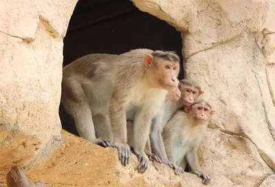 Зоопарк Emirates Park Zoo в Абу-Даби 2