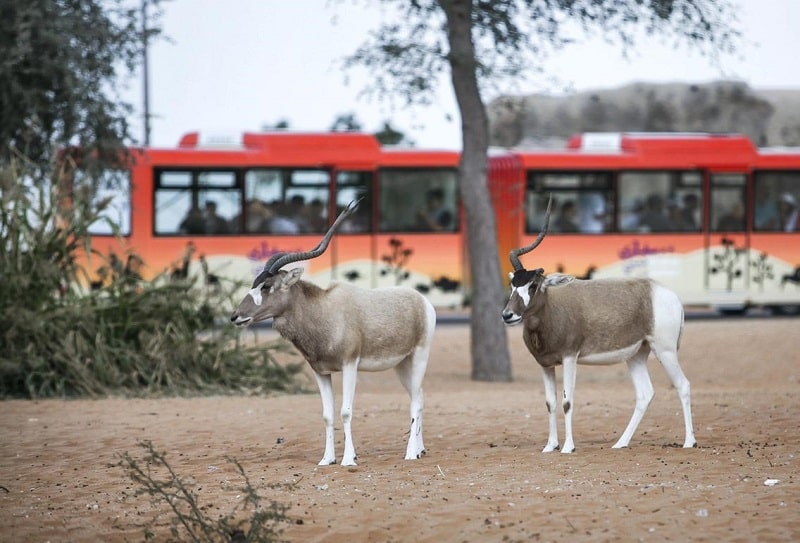Сафари парк в Дубае – Dubai Safari Park (октябрь – май)