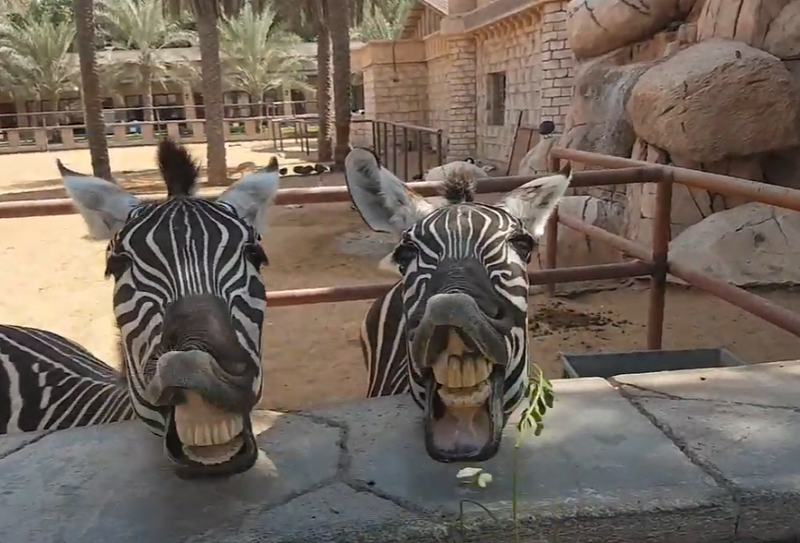 Лучшие экскурсии ОАЭ