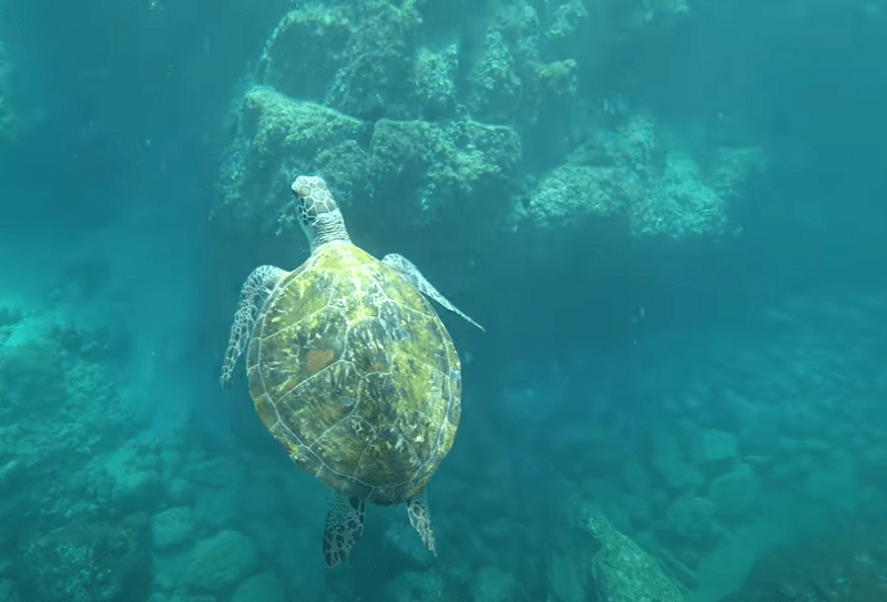 Опасно ли купаться в море в Дубае?